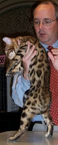 Male Bengal Kitten at TICA Cat Show